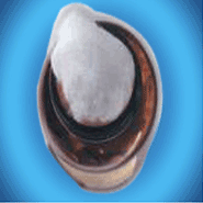 Pharmaceutical Coil